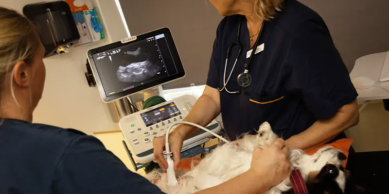 ultraljud röntgen veterinär saltsjöbaden