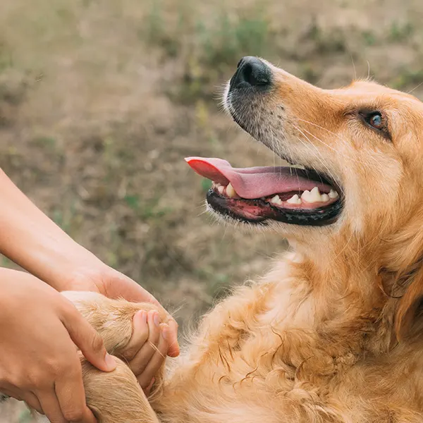 Två hundvalpar busar med varandra och den ena ligger på ryggen med tassarna i vädret