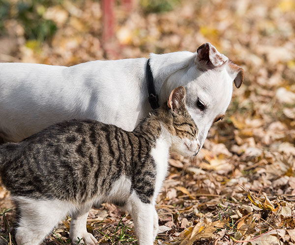 Kastrera din hund och katt eller inte?