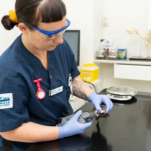 Veterinär Stockholm