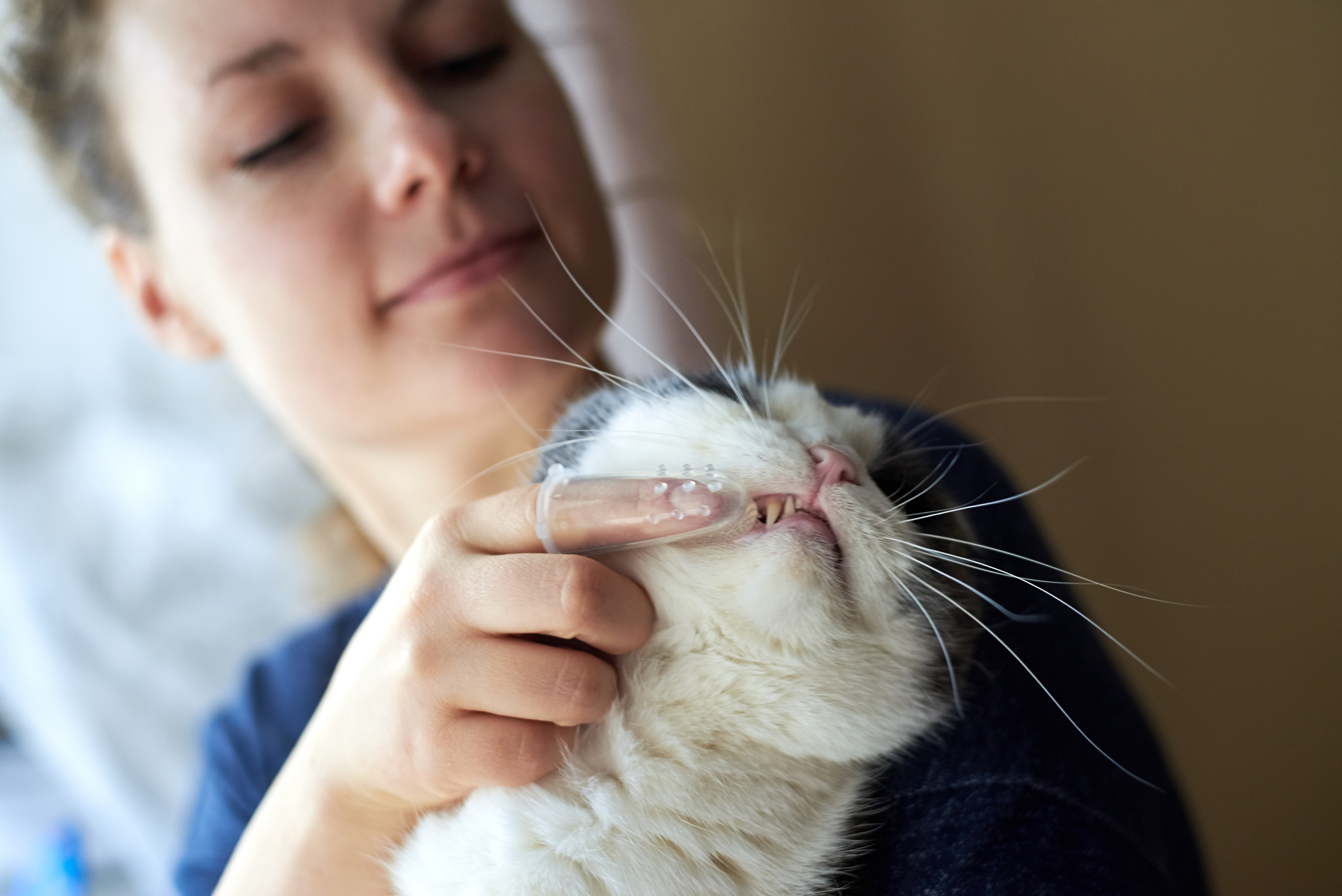 Tandvård katt