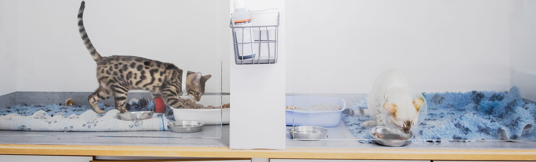 Remisser för veterinärer