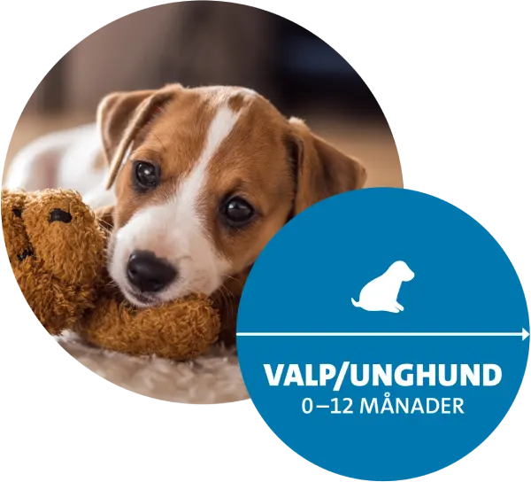 Valp Hälsoplan Evidensia