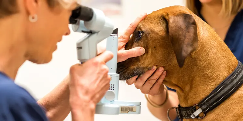 Veterinär på Specialistdjursjukhuset Helsingborg gör en ögonlysning på en hunds öga