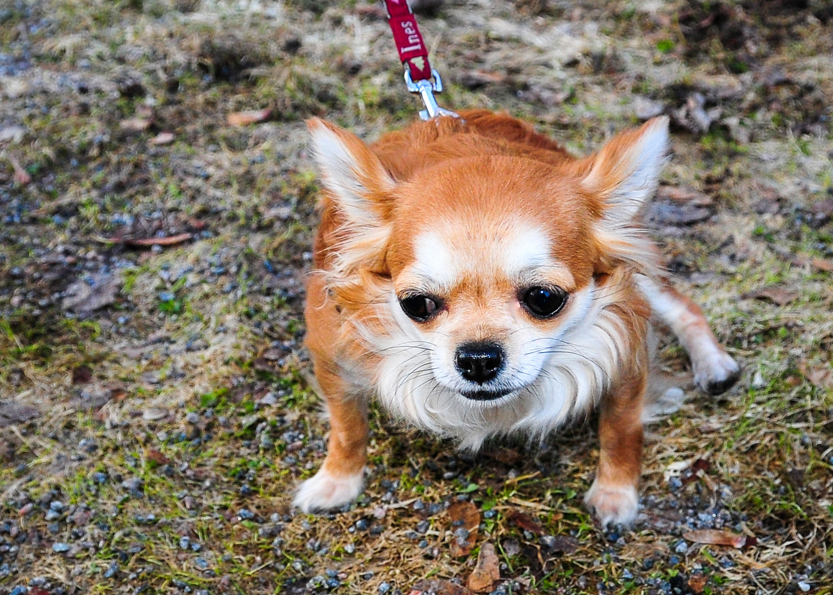 Analsäcksinflammation hos hund