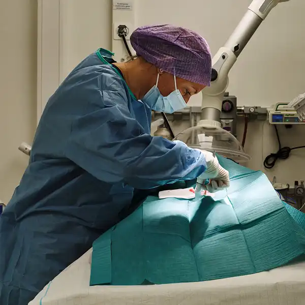 Veterinär Nacka