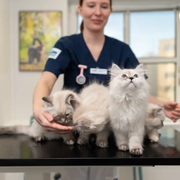 Uppfödarrabatter på Smådjursveterinären Åmål