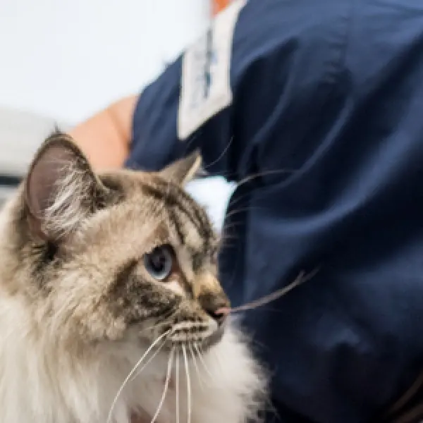 Veterinär Djursjukhus Kungsbacka