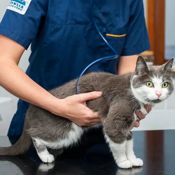 Behandlingar på Björkstadens Djurklinik
