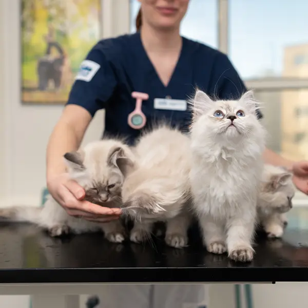 Medarbetare på Veterinärhuset Sundsvall