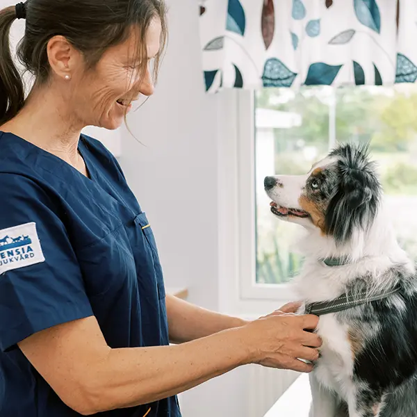 Avdelningarna på Billdals Djurklinik
