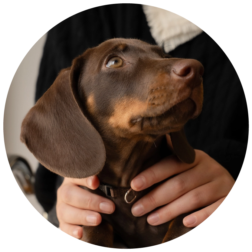 Runt porträtt av hund