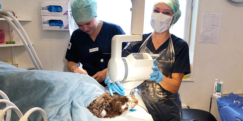 veterinär_västerort_800x400_06