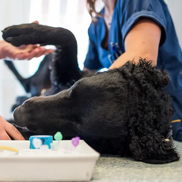Hund på undersökning som fått remiss till Specialistdjursjukhuset Strömsholm