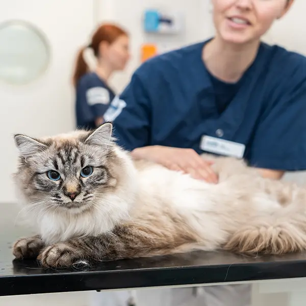 Polikliniken på Falkenbergs Djurklinik Evidensia