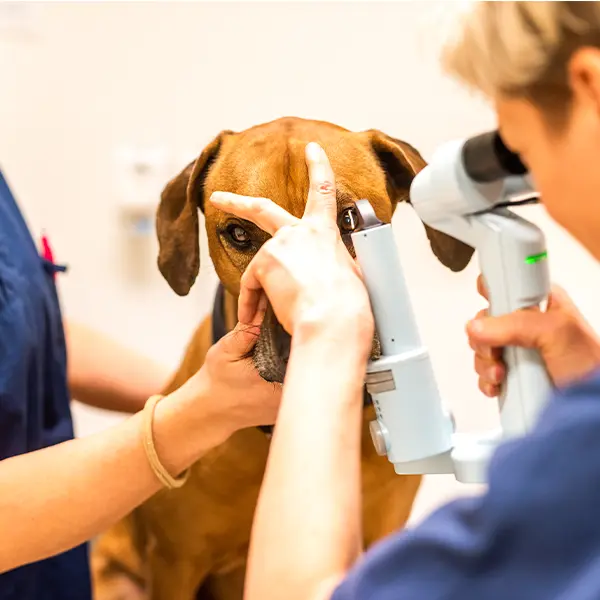Veterinär Djursjukhus Kungens Kurva Södra