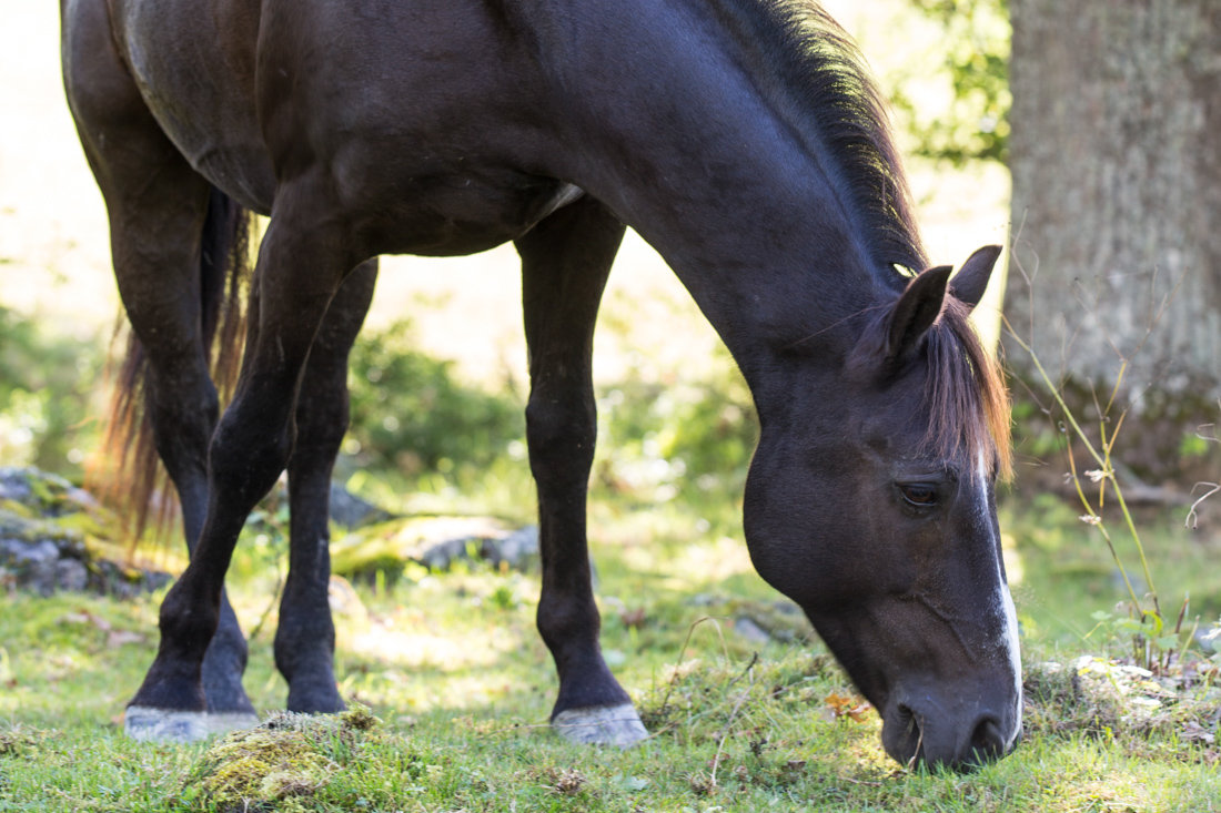 Borrelia hos häst