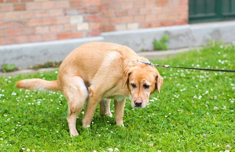 Seaport løg Egetræ Hund hård i magen | Evidensia