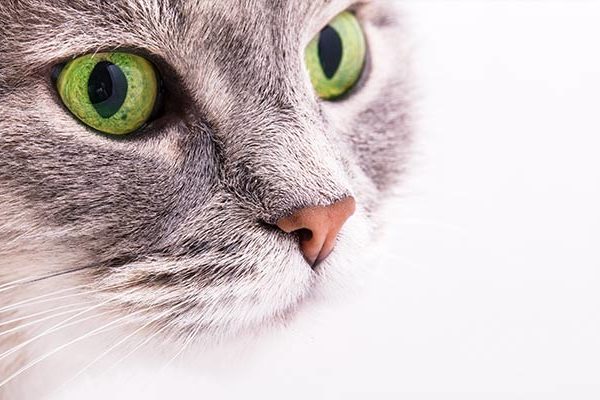 Undersökning av kattens munhåla