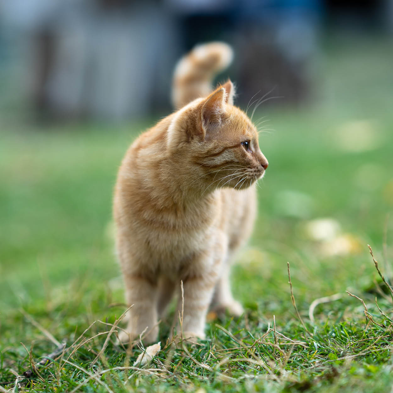 Orange katt står ute på grön gräsmatta och spanar