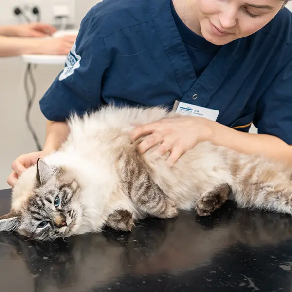 Veterinär Västerås