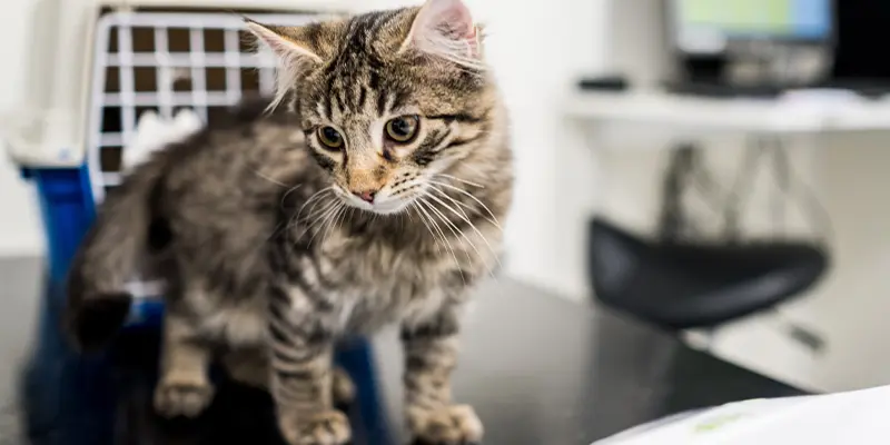 Veterinär Kungsholmen