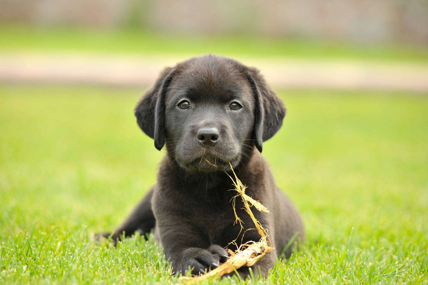 Veterinär Stockholm