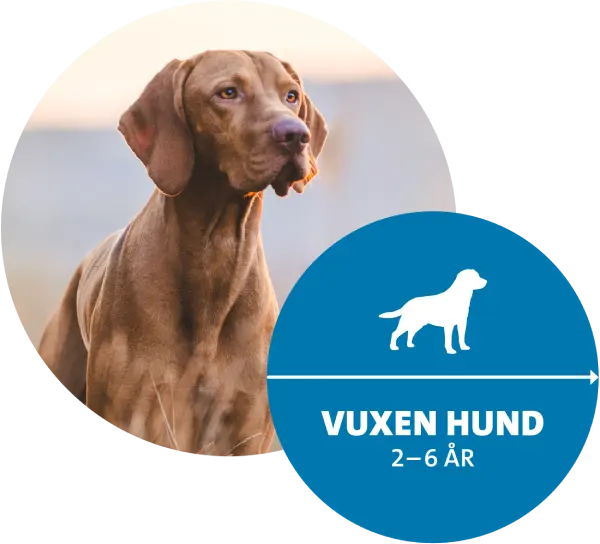 Hund vuxen Hälsoplan Evidensia