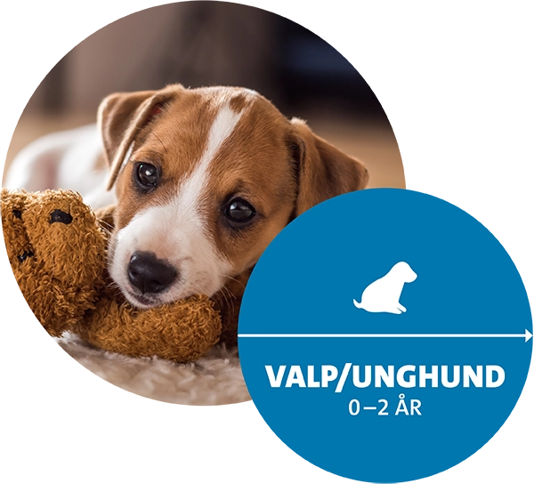 Valp Hälsoplan Evidensia