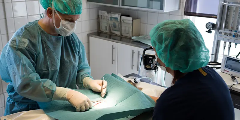 Kirurgi Operation Evidensia Djurkliniken Kristianstad