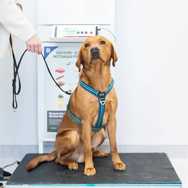 Veterinär och djursjukhus i Helsingborg