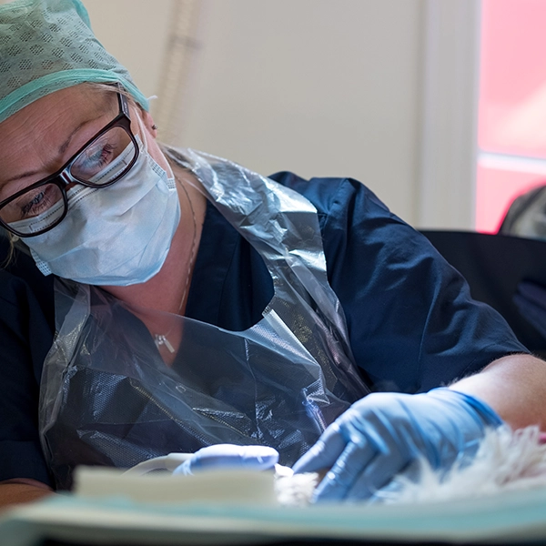Veterinär Sundsvall