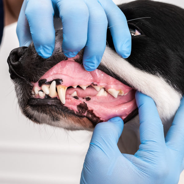 Veckokoll för hund: mun och tänder