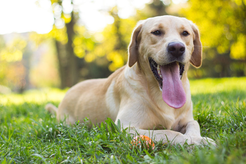 Värmeslag hund – ett livshotande tillstånd
