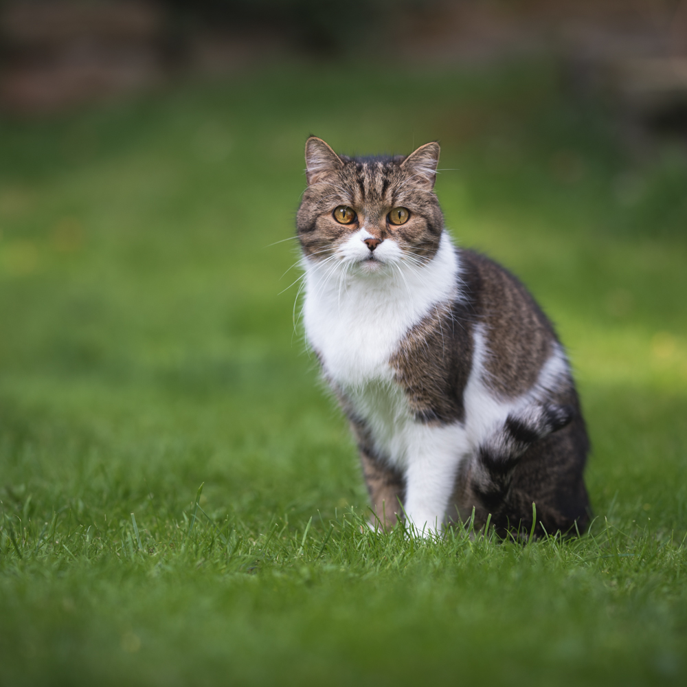 Priser och kostnader för veterinärvård