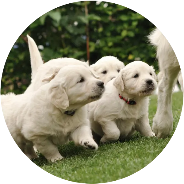 Liten söt valp i famnen på husse eller matte