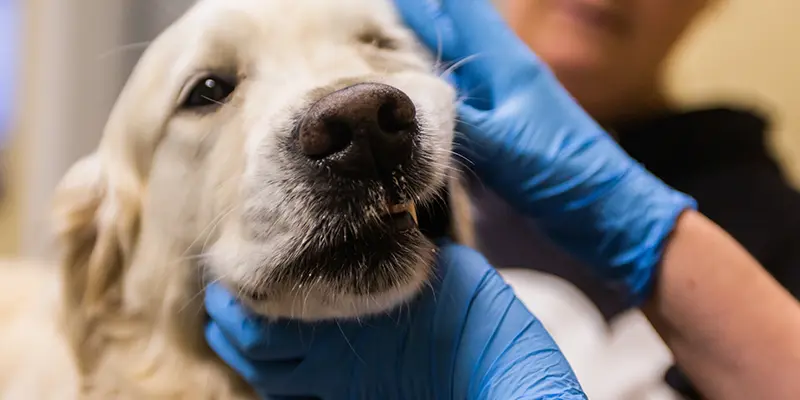 Golden retriver hund får sina tänder undersökta av veterinär på  Specialistdjursjukhuset Strömsholm