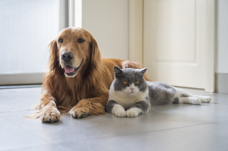 Besvär med könsorgan hos hund och katt