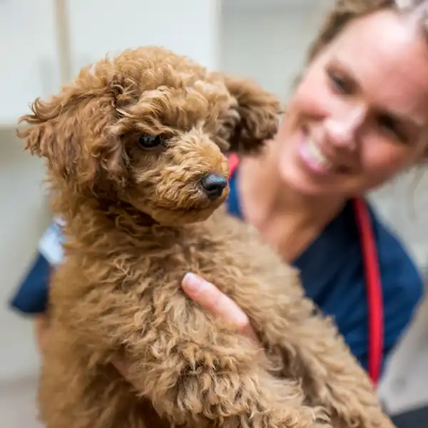 Veterinär Djursjukhus Kungsbacka